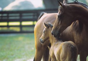 Stallion Nominations & Matings Advice