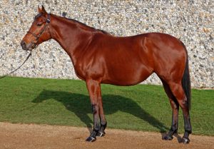 Broodmare Purchases Broodmare Purchases