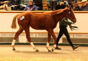 Foal Purchases and Pinhooking Foal Purchases and Pinhooking