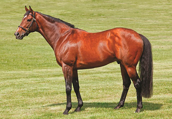 Stallion Purchase and Syndication